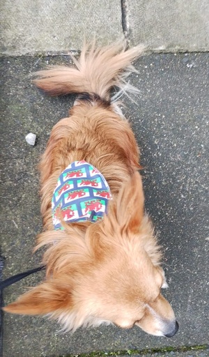 Fur Babies Bandana
